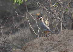 Alectoris melanocephala