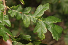 Pseudoneuroterus saliens