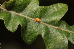 Pseudoneuroterus saliens