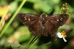 Seseria formosana