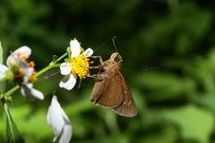 Caltoris cahira austeni