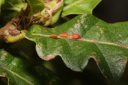 Pseudoneuroterus saliens