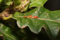 Pseudoneuroterus saliens