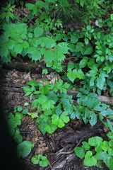 Sanicula chinensis