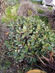 Pachystegia rufa