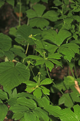 Sanicula rubriflora