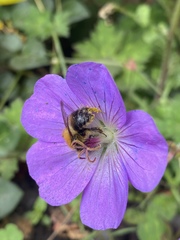 Bombus pascuorum