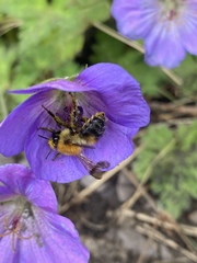 Bombus pascuorum