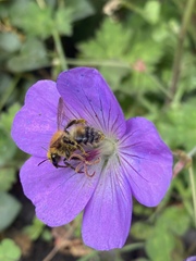 Bombus pascuorum