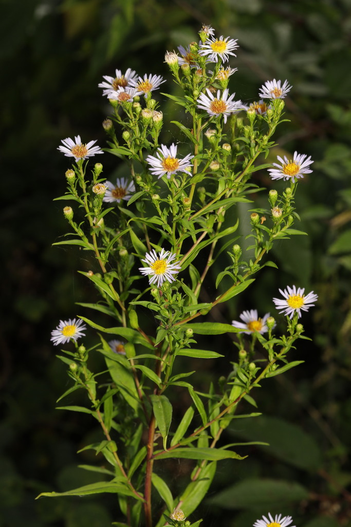 American asters from Bowring Park, Roby Road, Huyton, Liverpool ...