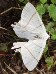 Ourapteryx maculicaudaria