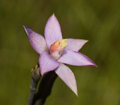 Thelymitra circumsepta