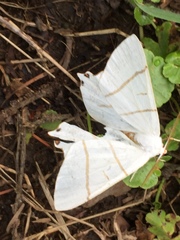 Ourapteryx maculicaudaria