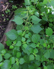 Urtica laetevirens