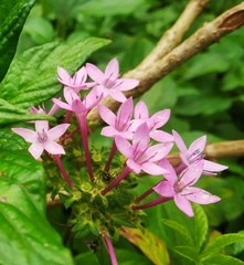 Pentas
