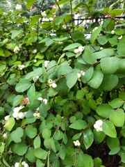 Symphoricarpos