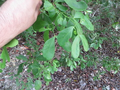 Pithecellobium unguis-cati