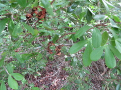 Pithecellobium unguis-cati