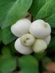 Symphoricarpos
