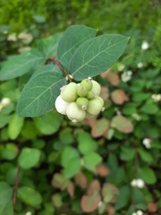 Symphoricarpos