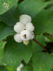 Symphoricarpos
