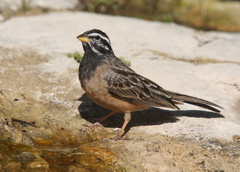 Emberiza tahapisi