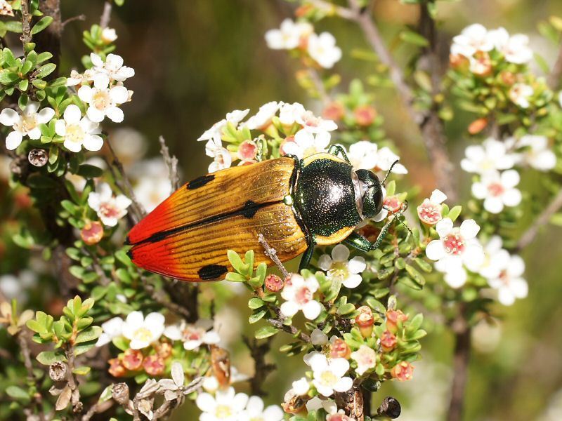 Temognatha variabilis · iNaturalist