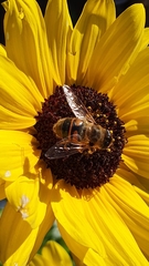 Eristalis tenax