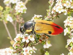 Temognatha variabilis