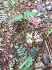 Calliandra humilis