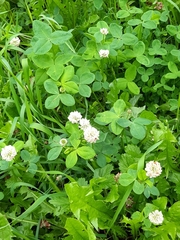 Trifolium hybridum