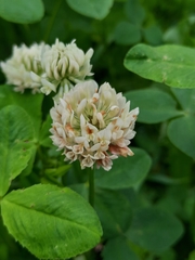 Trifolium hybridum