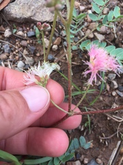 Calliandra humilis