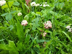 Trifolium hybridum