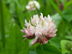 Trifolium hybridum