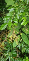 Clerodendrum laevifolium