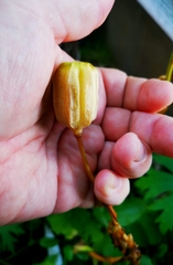 Fritillaria camschatcensis