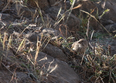 Crithagra menachensis