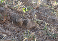 Crithagra menachensis