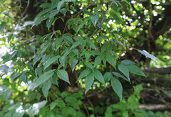 Acer mandshuricum