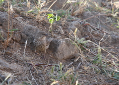 Crithagra menachensis