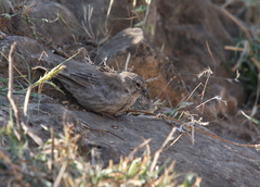 Crithagra menachensis