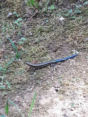 Plestiodon japonicus