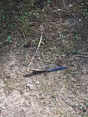 Plestiodon japonicus