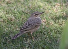 Anthus similis