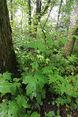 Aconitum alboviolaceum