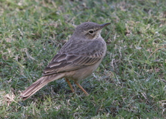 Anthus similis