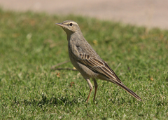 Anthus similis