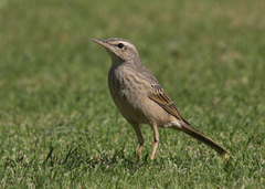 Anthus similis
