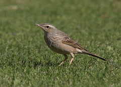 Anthus similis